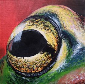 oog kikker website.jpg