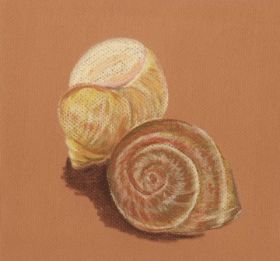 Schelpen_0001.jpg
